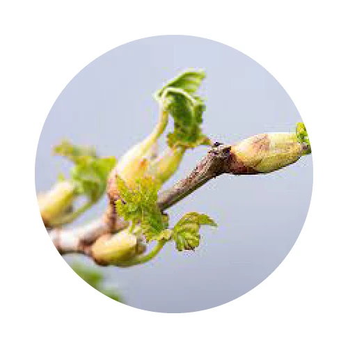 MACERÂT DE BOURGEONS DE CASSIS